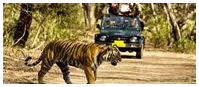 Tour naturalistico del Sud dell’India, Viaggio India