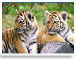 Delhi Corbett Tour