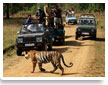 Delhi Kanha Jungle Safari Tour