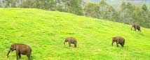 Tour Naturalistico In India